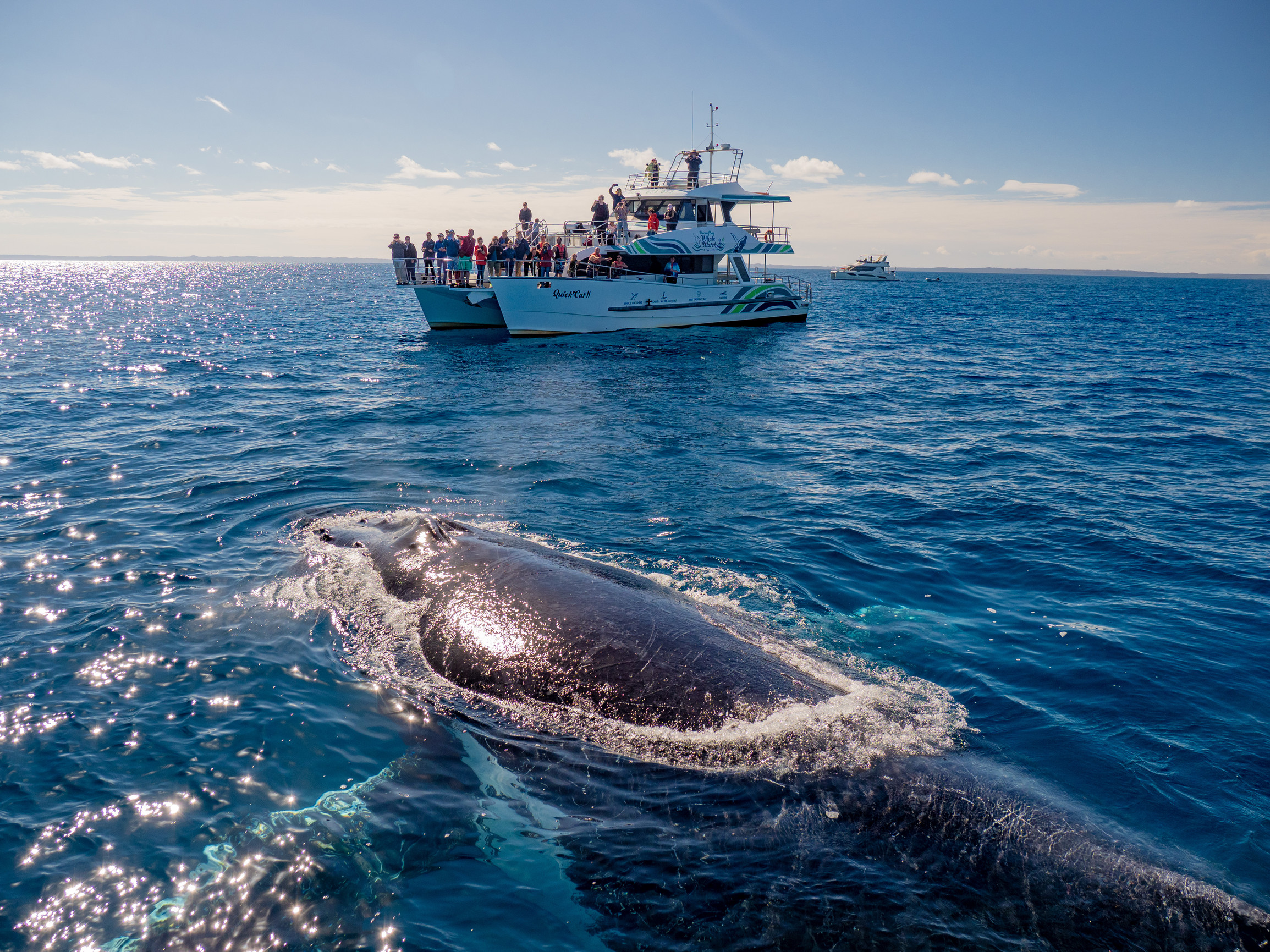Whale watching Blue Dolphin Marine Tours | wildlife Australia's Nature Coast Drive